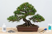 黑松嫩枝蟠扎怎么操作？分步教你蟠扎不伤枝