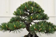 黑松短针法具体步骤：5个实操要点+季节差异一次说透