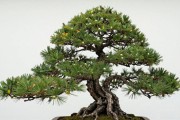 黑松下山桩运费怎么算？按公斤还是按体积，南北差多少