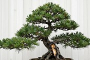 黑松盆景造型基础：新手5步实操，修剪蟠扎到浇水一次讲清
