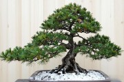 黑松烂根了还能活吗？南北方快速生根实操方法，照着做就对了