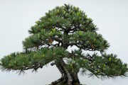 矮霸黑松怎么鉴赏？看枝干、针叶、土四步走，新手不踩坑