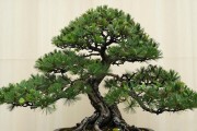黑松秋季修剪技巧：什么时候剪、剪哪里、怎么剪才不伤树