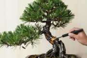 黑松造型太难？新手照着这3步就能上手