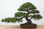 黑松矮霸盆景是什么？造型特征与养护要点一次讲清