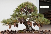 黑松松果怎么处理？从干燥到催芽播种，南方北方做法不同