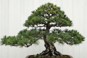 黑松盆景潜力怎么判断？5个实操指标+季节细节，选苗不踩坑