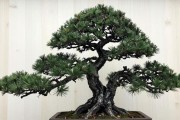 黑松苗价格表：各规格多少钱一棵？附南北方种植要点