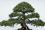 种植黑松赚钱吗？亩利润、回本周期、南北差异一次讲清