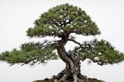 野生黑松和人工培育区别在哪？看这3处就一眼分清