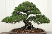 日本国风展黑松盆景怎么养？配土、浇水、蟠扎实操全解