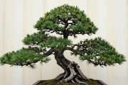 黑松盆景值不值得投资？3款热门苗实测，帮你算清这笔账