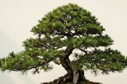 黑松风动式盆景怎么造型？斜干角度、配土比例和四季养护实操全讲