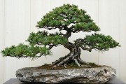 黑松附石盆景怎么鉴？石形、针叶、四季养护实操讲透