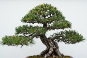 黑松下山桩怎么还价最划算？记住这3招，少花一半不翻脸