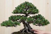 黑松苗根系怎么挑？5个硬指标逐一教你看，南北方通用