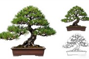 黑松造型设计图纸怎么画？南北方实操步骤全讲透