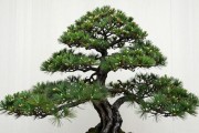 黑松直干式怎么造景？定干、选枝、蟠扎实操5步，附土壤浇水比例