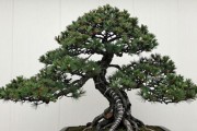黑松盆景怎么保养出老态？提根蟠枝、晒皮控水、土壤配比实操指南
