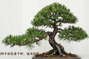 黑松种子怎么买不踩坑？选种、渠道、季节一次说清