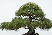 黑松怎么蟠扎拿弯？从选枝上丝到定弯拆线，四季实操一次讲透