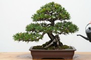 黑松水线怎么保养？4步实操要点，南北方做法差异很大