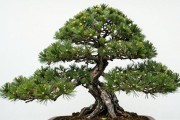 黑松逼芽技巧：摘芽、配土、控水，5步逼出满树新芽