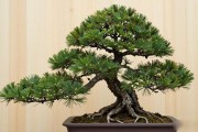黑松盆景换盆收费多少？行情价格+实操步骤+南北差异一次讲清