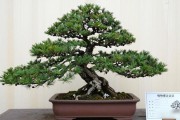 中型黑松盆景价格：50cm到80cm到底差多少