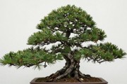 黑松根腐病用什么药？4款药剂实测排名，附配比剂量直接抄