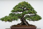 黑松造型后多久能恢复？看这3个阶段就清楚了