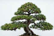 黑松怎么做成临水式？从选桩到定植浇水，手把手全讲清