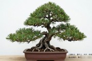 黑松盆景代养多少钱一季？南北方行情+四季养护实操一次说清