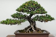 黑松下山桩不会发芽怎么办？4步催芽法，北方多注意这一步