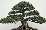 黑松老桩价格一般多少？5个规格档从300到3万，别花冤枉钱