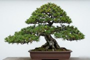 十公分粗黑松多少钱？南北价差+季节行情一次说清