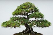黑松盆景每天晒几小时太阳？分季节、分南北给你算清楚