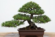 黑松逼芽前该做什么？土壤和浇水时间一次说清