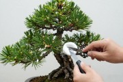 黑松伤口怎么处理？别乱涂，4步实操修复法（附季节要点）