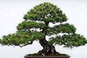黑松怎么逼出不定芽？5个关键步骤，附土壤配比对浇水频率