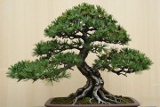 一斤重的黑松下桩多少钱？80到800元分档，别花冤枉钱