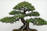 黑松盆景哪种树型最贵？五类树型价格排序一次讲透