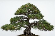 黑松盆景拍照不好看，核心原因就三个：光线不对、背景太乱、拍之前没养好。下面我按实操步骤给你列清楚，手机拍也能出片。