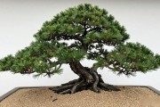 北方养黑松盆景，4个季节关键操作直接照做