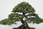 黑松秋季能修剪吗？9月后记住这3个节点，剪完不伤树冠