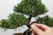 黑松平行枝怎么处理？3个关键时期剪枝手法全讲清