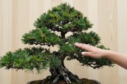 黑松老枝怎么拿弯？预弯、缠线、拆线一步步教你，附力度数据