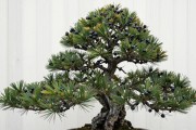 黑松开花是什么样子？金黄花粉、春季花期、南北差异全讲透