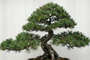 黑松生长期怎么施肥？3个时间节点＋具体配比，南北方各不同