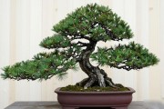 花卉市场黑松盆景多少钱？附南北价差和季节行情全解